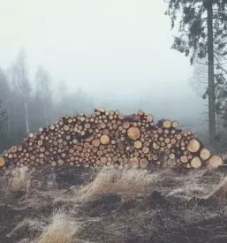 Secnja in spravilo lesa slovenija