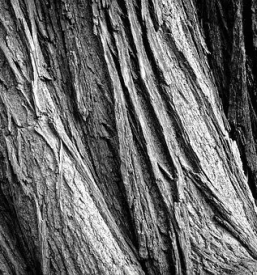 Secnja in spravilo lesa slovenija