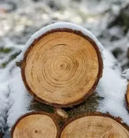 Secnja in spravilo lesa slovenija