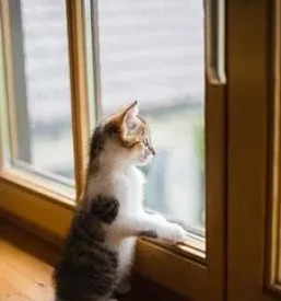 Kvalitetna montaža oken Savinjska