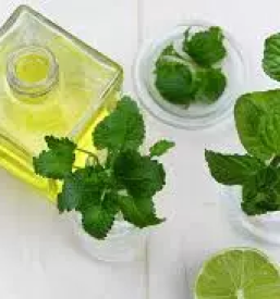 Zdravilne rastline slovenija