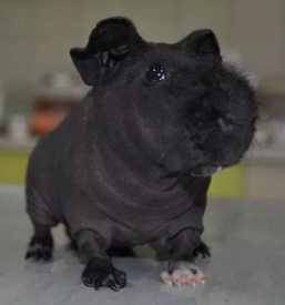 Ambulanta za živali Murska Sobota