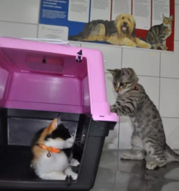 Ordinacija za male živali Murska Sobota