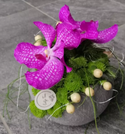 Cvetlicarna ajdovscina