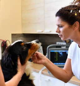 Dober veterinar nova gorica