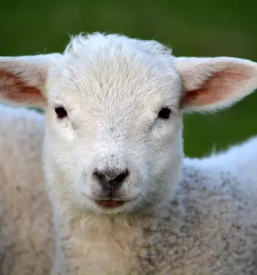 Izletniska kmetija maribor okolica