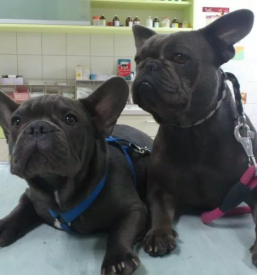 Najboljši veterinar Murska Sobota