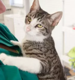 Ordinacija za živali Murska Sobota