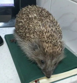 Poceni veterinar Murska Sobota