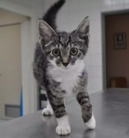 Ugoden veterinar Murska Sobota