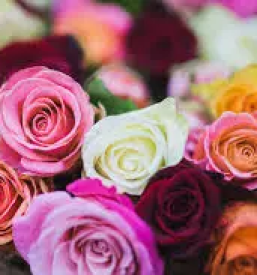 Žalno cvetje Sevnica