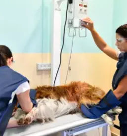 Ambulanta za male zivali nova gorica in okolica