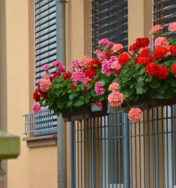 Balkonsko cvetje podcetrtek in okolica