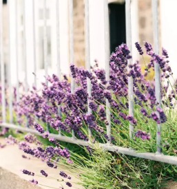 Balkonsko cvetje podcetrtek okolica