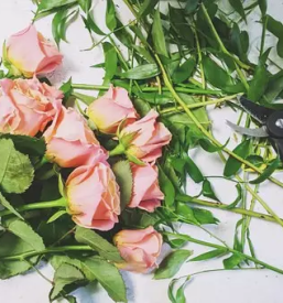 Dobra cvetlicarna sevnica