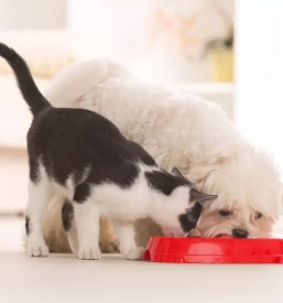 Živalska prehranska dopolnila Murska Sobota