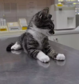 Mačja hrana in prehranska dopolnila za živali Murska Sobota