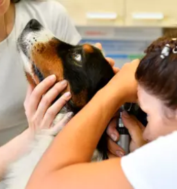 Kvalitetne veterinarske storitve nova gorica in okolica