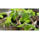 VRTNARSTVO POLONA, POLONCA KOKALJ S.P.