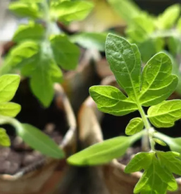 Sadike zelenjave podcetrtek in okolica