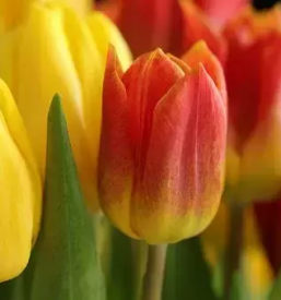 Ugodna cvetlicarna sevnica