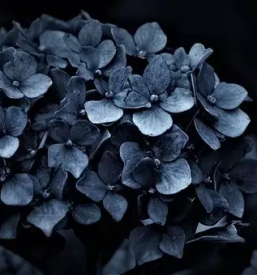 Zalni aranzmaji ajdovscina