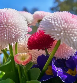 Zalni aranzmaji ajdovscina