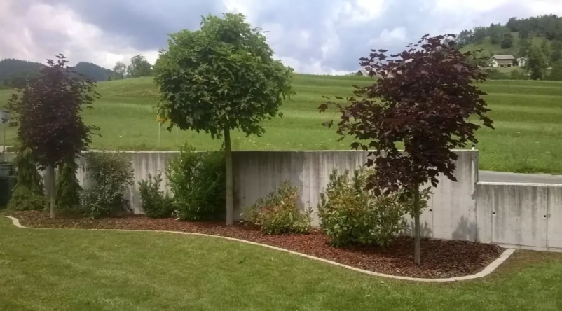 Zasaditev drevja Kranj