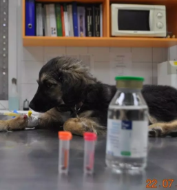 Zavetišče za pse in mačke Murska Sobota