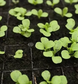 Zelenjavne sadike bled z okolico