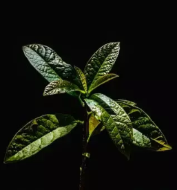 Zelenjavne sadike bled z okolico