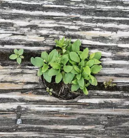 Zelenjavne sadike bled z okolico