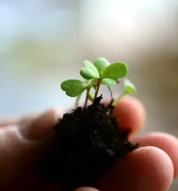 Zelenjavne sadike bled z okolico