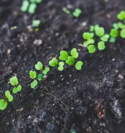 Zelenjavne sadike bled z okolico