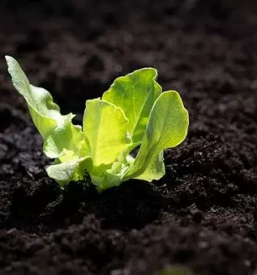 Zelenjavne sadike bled z okolico