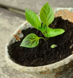 Zelenjavne sadike bled z okolico