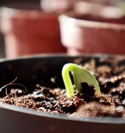 Zelenjavne sadike bled z okolico