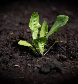 Zelenjavne sadike bled z okolico