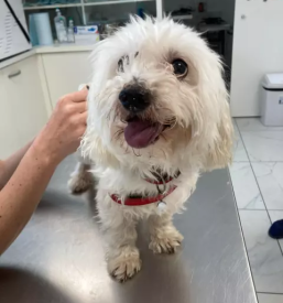 Cepljenje malih živali Bela krajina