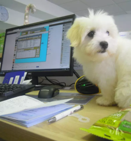 Dober veterinar Bela krajina