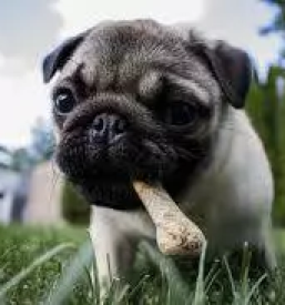 Cepljenje malih zivali kocevje