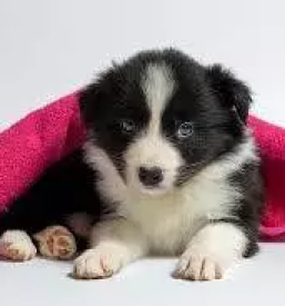 Cepljenje živali Bela krajina