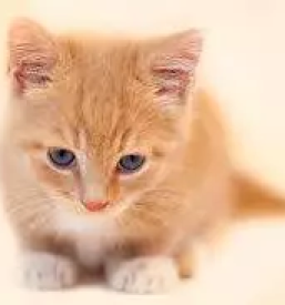 Veterinarska ambulanta Bela krajina