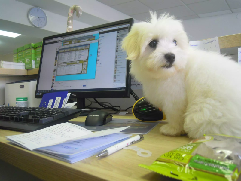 Dober veterinar Črnomelj