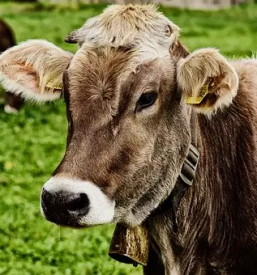 Prodaja goveda na Dolenjskem