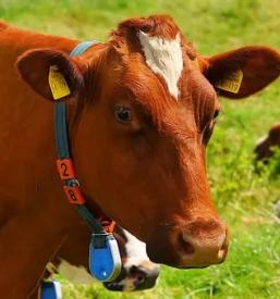 Odkup in prodaja goveda Dolenjska