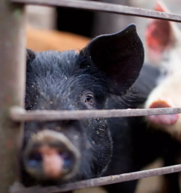 Prodaja prasicev miklavz pri ormozu