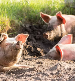 Prodaja prasicev miklavz pri ormozu