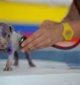 Trgovina za male zivali kocevje