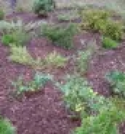 Urejanje in vzdrzevanje okolice maribor